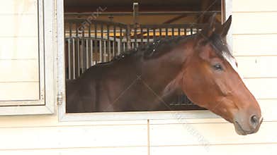Horse head on the window