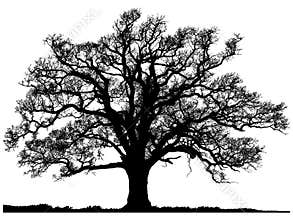 Silhouette of oak tree