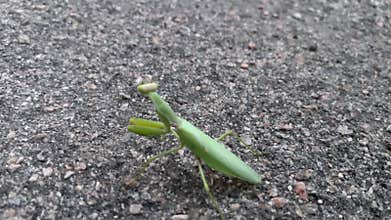 Green praying mantis walking on asphalt