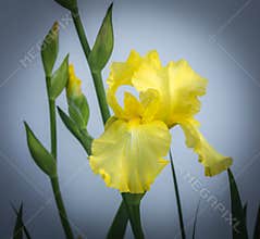 Yellow Iris and Blooms