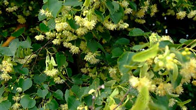 Linden trees bloom in the garden. Selective focus.