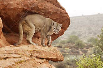 Mountain Lion on Ledge