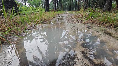 stagnant pool of rainwater along the diminishing perspective rural pathway into the rural countryside