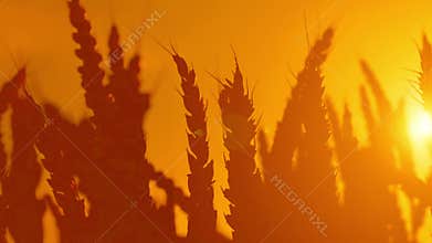 Wheat ears silhouettes in agricultural cultivated wheat field.