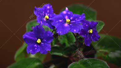 Deep Violet African Violets with Dew Drops on brown Background
