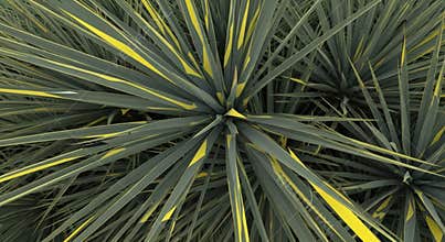 Close-up View of Variegated Yucca Plant Leaves with Green and Yellow Stripes