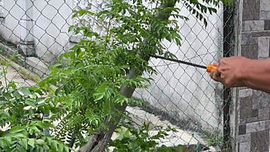 Man cutting curry tree branch with hand saw and catching the severed log