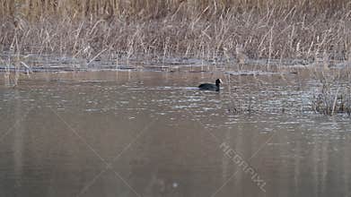 Video of waterfowl in spring