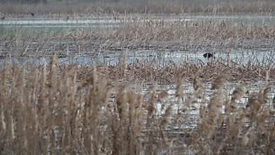 Video of waterfowl in spring
