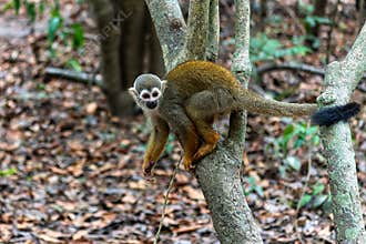 Guianan squirrel monkey, Saimiri sciureus at the sloth path on the Jari Canal at Alter do Chao, Santarem, Para, Brazil