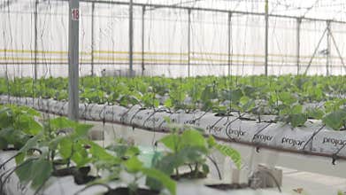 A large greenhouse with rooted cucumber seedlings.