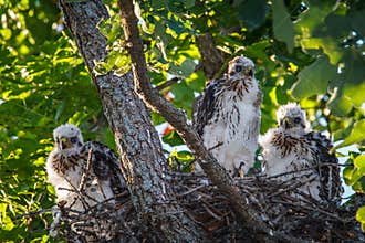 Cooper's Hawk Chicks