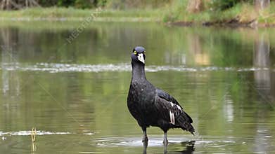 Black waterbird standing by the water, Generative AI