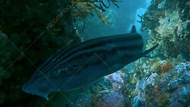 Pyjama shark close encounter