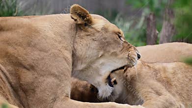 Adult lion baring teeth while resting with a baby