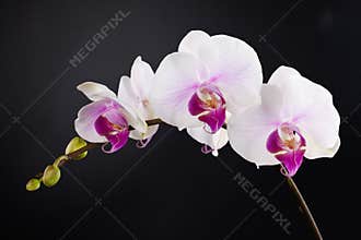 A branch of white beautiful orchid in black background.