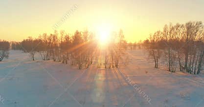 Aerial drone view of cold winter landscape with arctic field, trees covered with frost snow and morning sun rays over