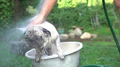 Man giving pug dog a bath or wash. Garden background. Dog bathing concept.