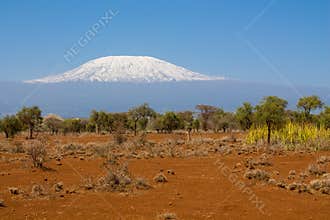 Kilimanjaro mountain in Africa view from Amboseli