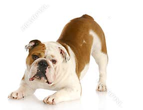 Playful dog