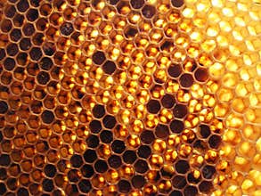 Honeycomb
