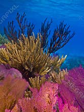 Soft coral reef