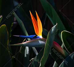 Bird of paradise flower light and shadows closeup detail
