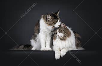 Duo look alike cats on black background