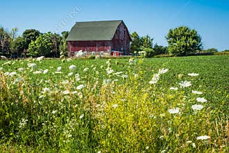 Wild Queen Anne`s Lace With Barn in Background