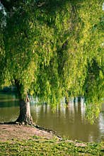 Pepper tree by a lake
