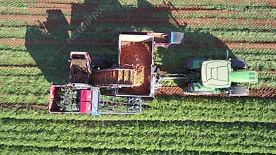 Agricultural machinery. Carrot harvesting using mechanized harvesting equipment. Large carrot field.
