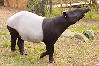 Malayan tapir