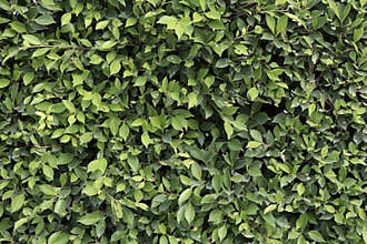 Green leaf background. Banyan Tree green leaf background.