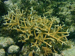 Staghorn coral I