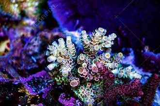 Acropora short polyps stony coral