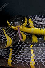 Mangrove snake