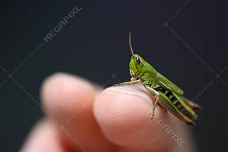 Small green baby grasshopper suborder Caelifera sitting