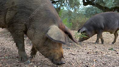 4K Black Iberian pigs eating acorn in field Extremadura. Pig herd pasturing