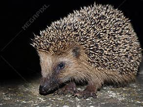 Hedgehog