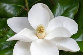 Magnolia blossom closeup of carpels and stamens