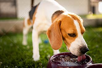 Beagle dog drinking water to cool off in shade