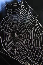 Spider web
