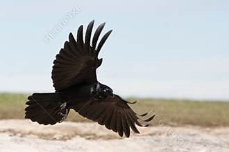 Black Crow coming in to land.
