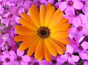 Flower power