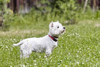 Sweet puppy of West Highland White Terrier - Westie, Westy Dog Play on clover grass