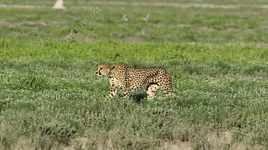 Alert cheetah on the hunt - Etosha National Park
