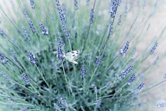 Filtered image butterfly on blossom lavender bush at local farm in Texas, America