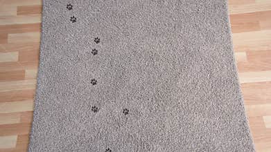 Black cat leaves muddy footprints on the clean carpet in the living room