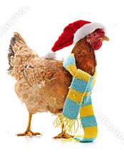 Chicken in a Christmas hat