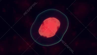 Cells divide under microscope. Mitosis process of cell division.